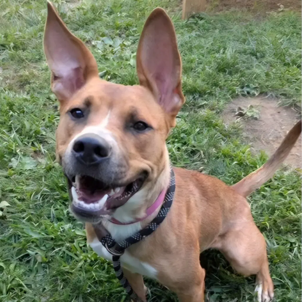 Sheila - Australian Cattle Dog/Blue Heeler