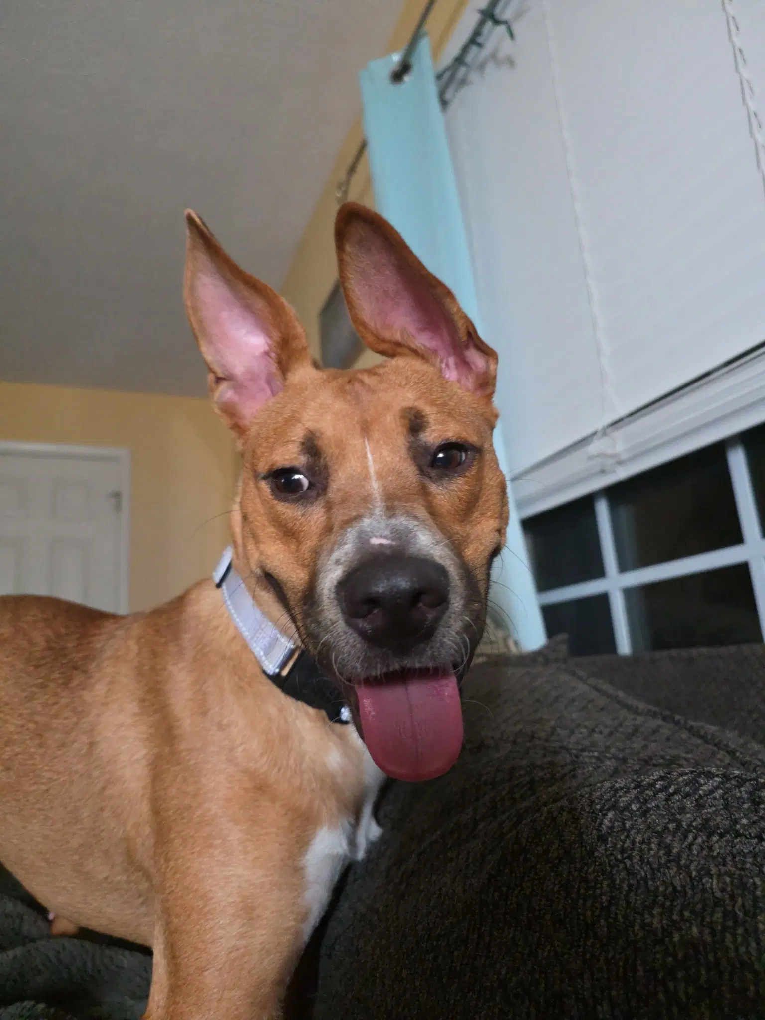 Sheila image 2