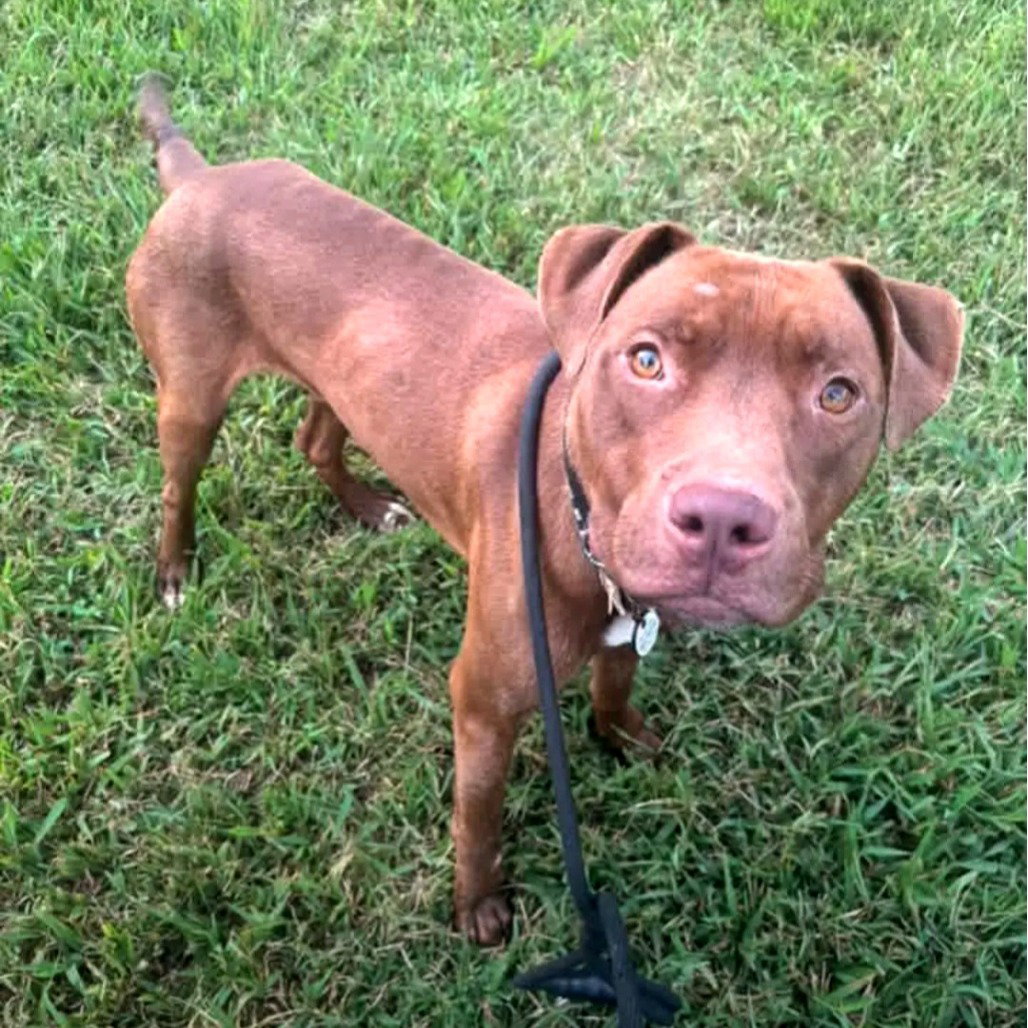 Landon, American Pit Bull Terrier