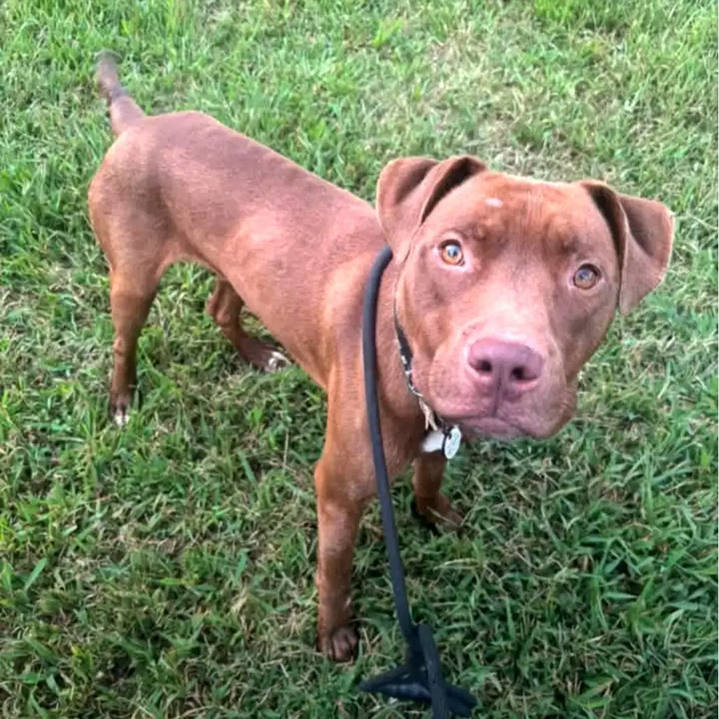 Landon - American Pit Bull Terrier