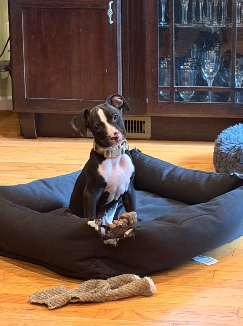 Buddy, American Pit Bull Terrier