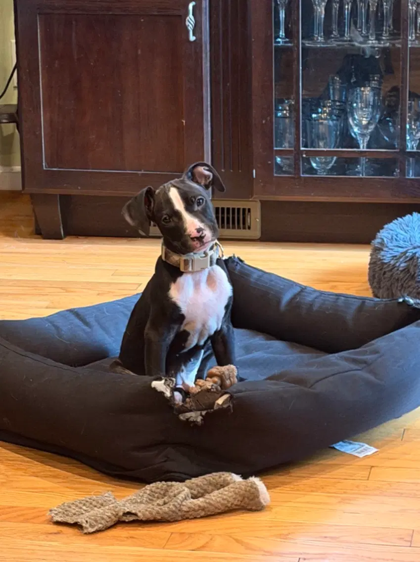 Buddy - American Pit Bull Terrier