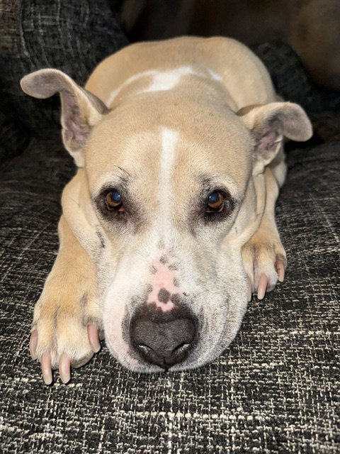 Lexi, a dog for adoption from Adopt A Homeless Animal Rescue