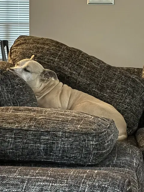 Lexi image 2