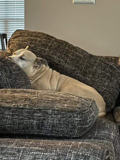 Photo 2 of Lexi