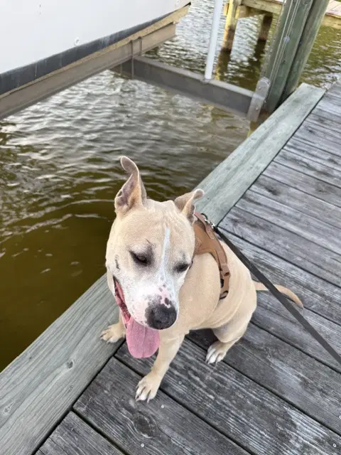 Lexi image 3