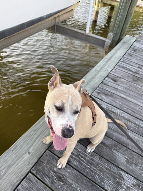 Photo 3 of Lexi