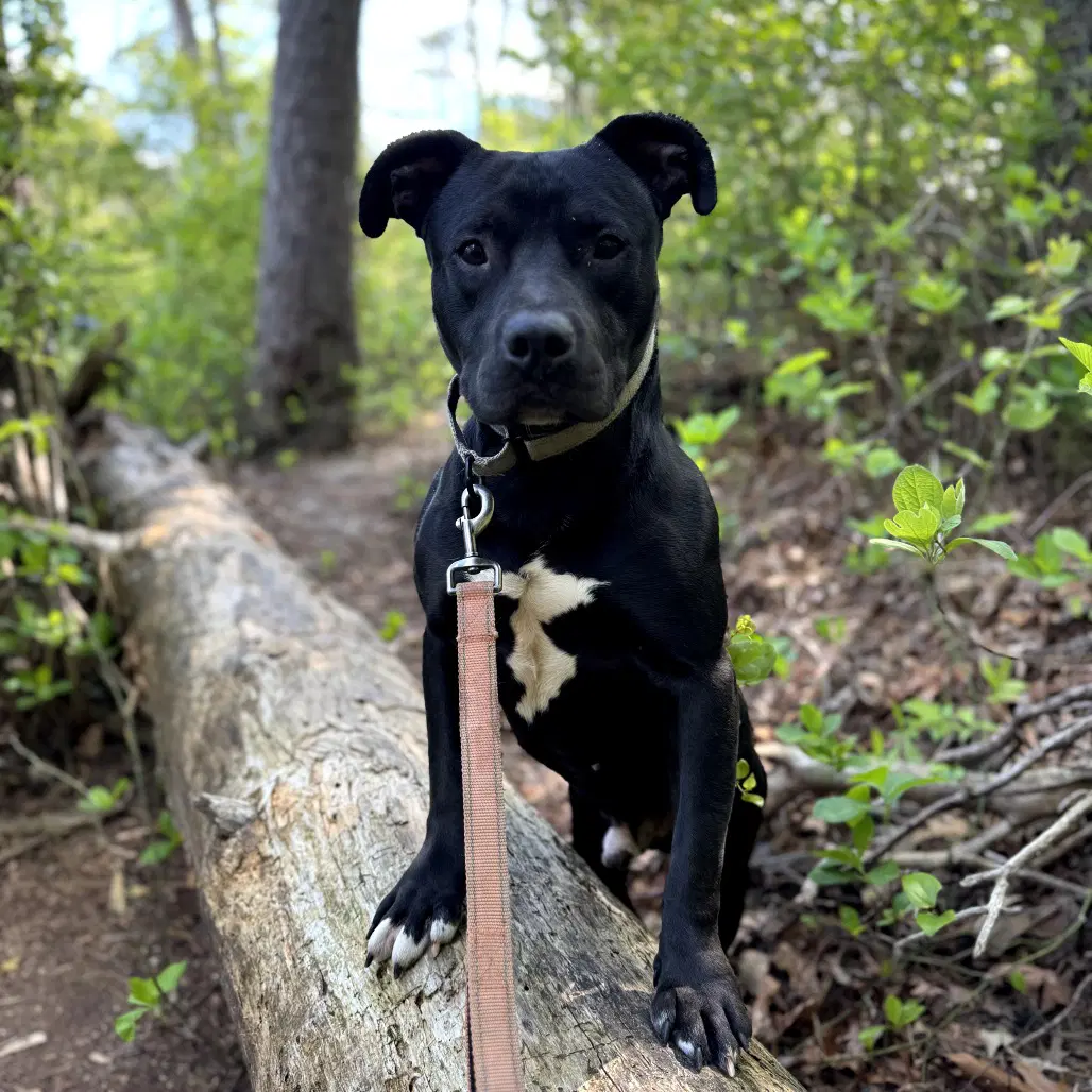 Wheelz - American Pit Bull Terrier