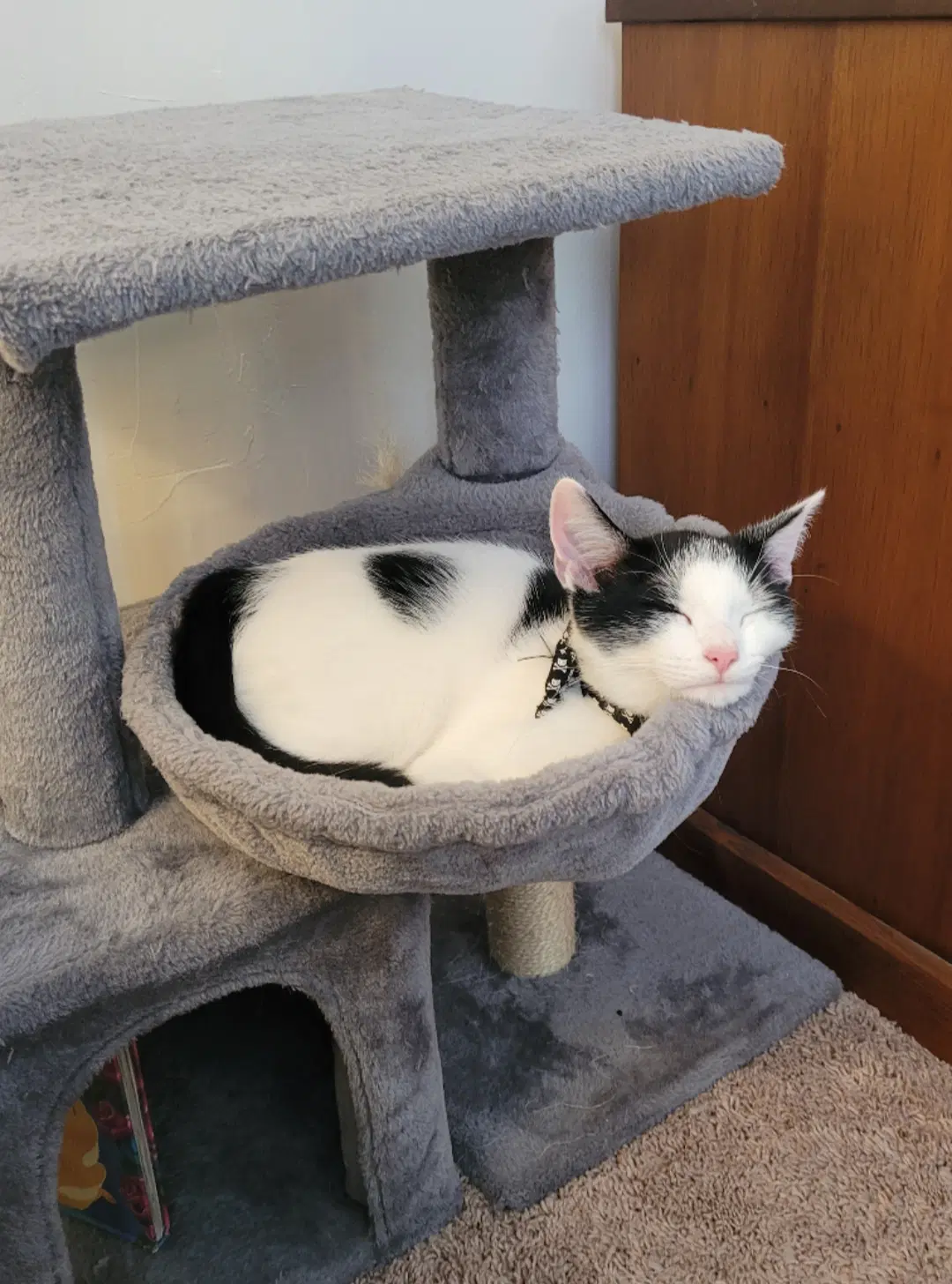 Oreo image 1