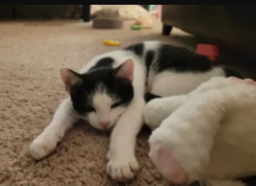 Oreo image 2