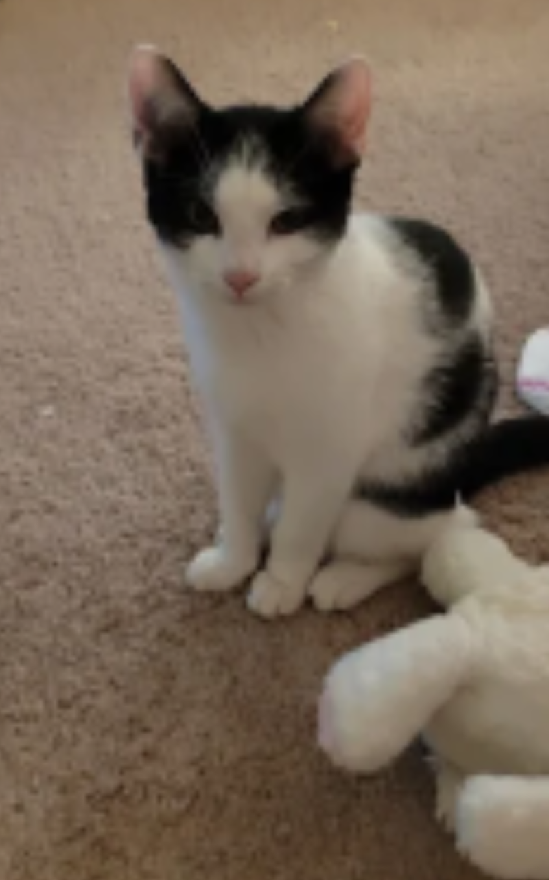 Oreo, photo 3