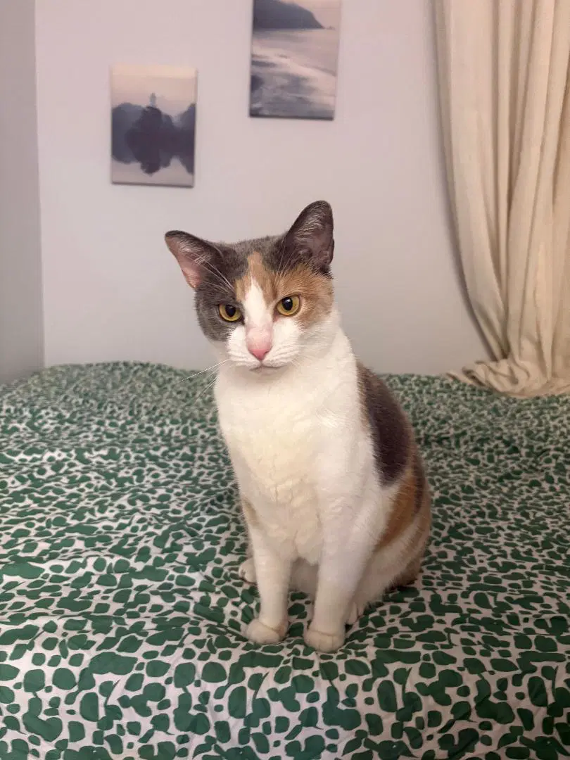 Sheep - Domestic Short Hair