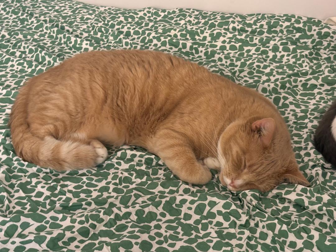 Simba