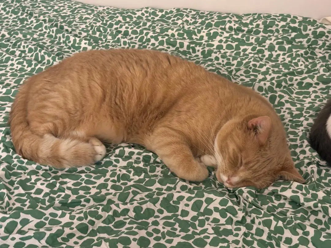 Simba - Domestic Short Hair