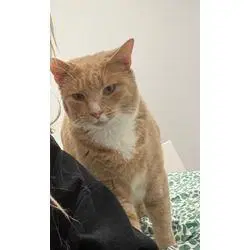 Simba image 2