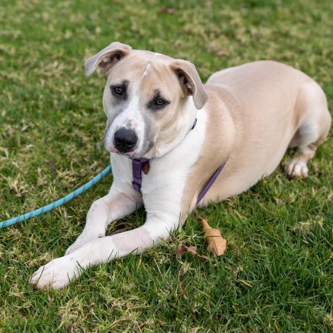 adoptable Dog in San Diego, CA named Swim (Special Needs)