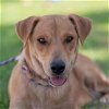 adoptable Dog in  named Sunshine - (Medical) Adoption In Process