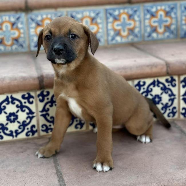 Spanish Puppy - Hermosa - Adopted!
