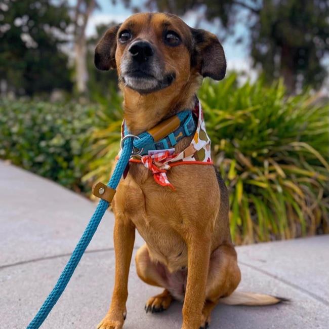 adoptable Dog in San Diego, CA named Boston