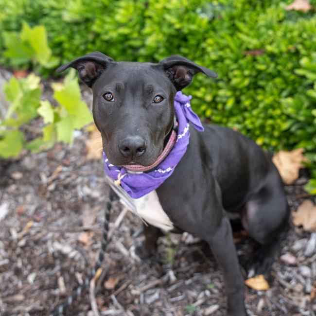 adoptable Dog in San Diego, CA named Bazooka