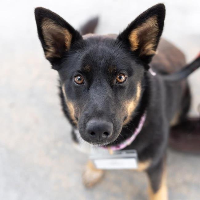 adoptable Dog in San Diego, CA named Cholla