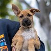 adoptable Dog in  named Didi Pup - Mensa - Adopted!