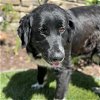 adoptable Dog in  named Brookie - (Medical)