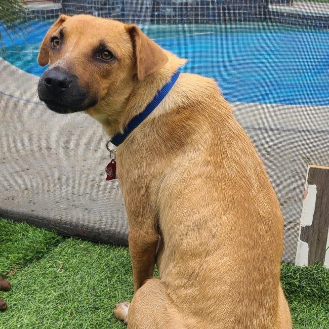 adoptable Dog in San Diego, CA named Skechers