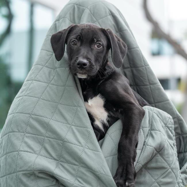 adoptable Dog in San Diego, CA named Derby Pup - Hamburg