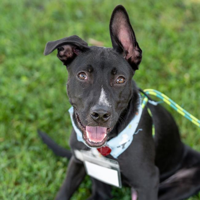 adoptable Dog in San Diego, CA named Arlington