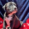 adoptable Dog in  named Derby Pup - Randwick