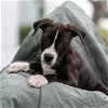 adoptable Dog in  named Derby Pup - Randwick