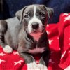 adoptable Dog in  named Derby Pup - Chantilly