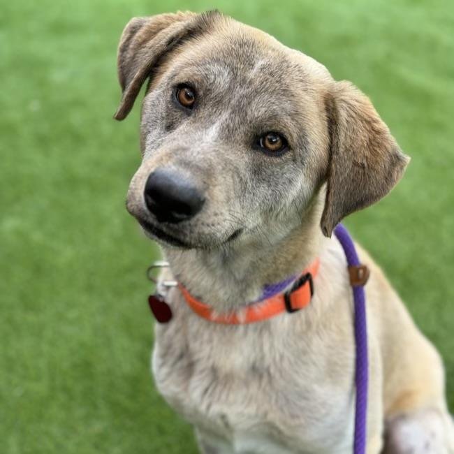 adoptable Dog in San Diego, CA named Bandit - Adopted!