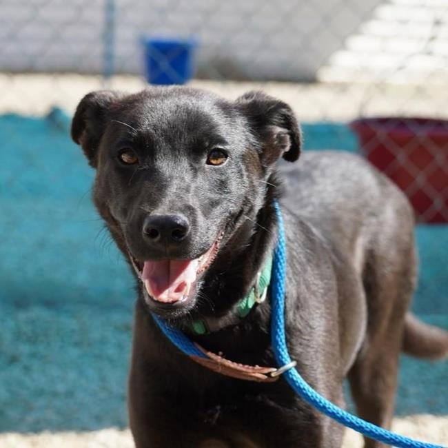 adoptable Dog in San Diego, CA named Malena - (Medical)