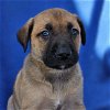 adoptable Dog in  named Aruba Pup - Noord