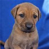 adoptable Dog in  named Aruba Pup - Fontein