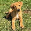 adoptable Dog in  named Aruba Pup - Arikok - Adopted!
