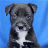 adoptable Dog in  named Aruba Pup - Bonaire