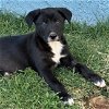 adoptable Dog in  named Aruba Pup - Bonaire
