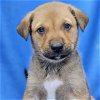 adoptable Dog in  named Aruba Pup - Dutch