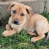 adoptable Dog in  named Aruba Pup - Dutch