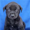 adoptable Dog in  named Aruba Pup - Keshi