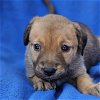 adoptable Dog in  named Aruba Pup - Casibori - Adopted!