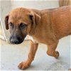adoptable Dog in  named Fancy Pup - Clancy