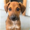 adoptable Dog in  named Fancy Pup - Mancy