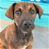 adoptable Dog in  named Fancy Pup - Dansy