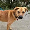 adoptable Dog in  named Chuckie