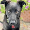 adoptable Dog in  named Tinley