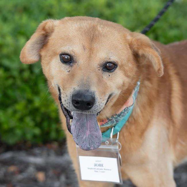 adoptable Dog in San Diego, CA named Jobe